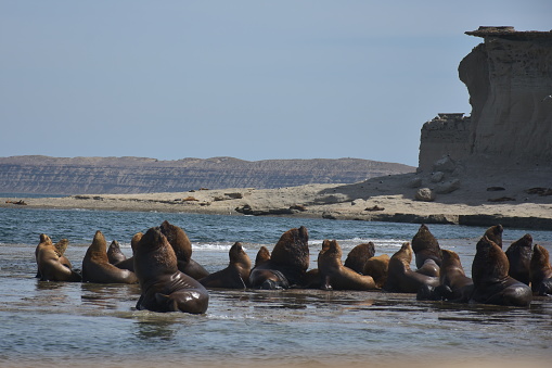 Sea lions on peninsula Valdes beach, Patagonia, Argentina