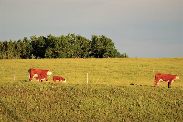 istock Local Canadian Industry - Ranching 1155592661
