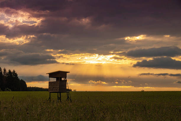 campo da grão da agricultura com o carrinho dos cervos no por do sol - high seat - fotografias e filmes do acervo