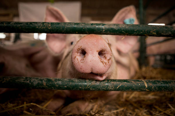 istock The focus on the pig's nose while it's in the stables 1155600161