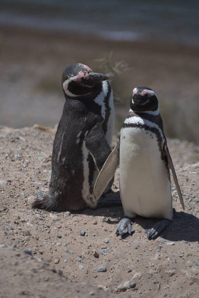 istock Magellan Penguins on the Valdes Peninsula in Argentina 1155601014