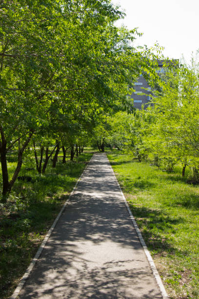 istock Asphalt path in the city Park in sunlight. 1155601078