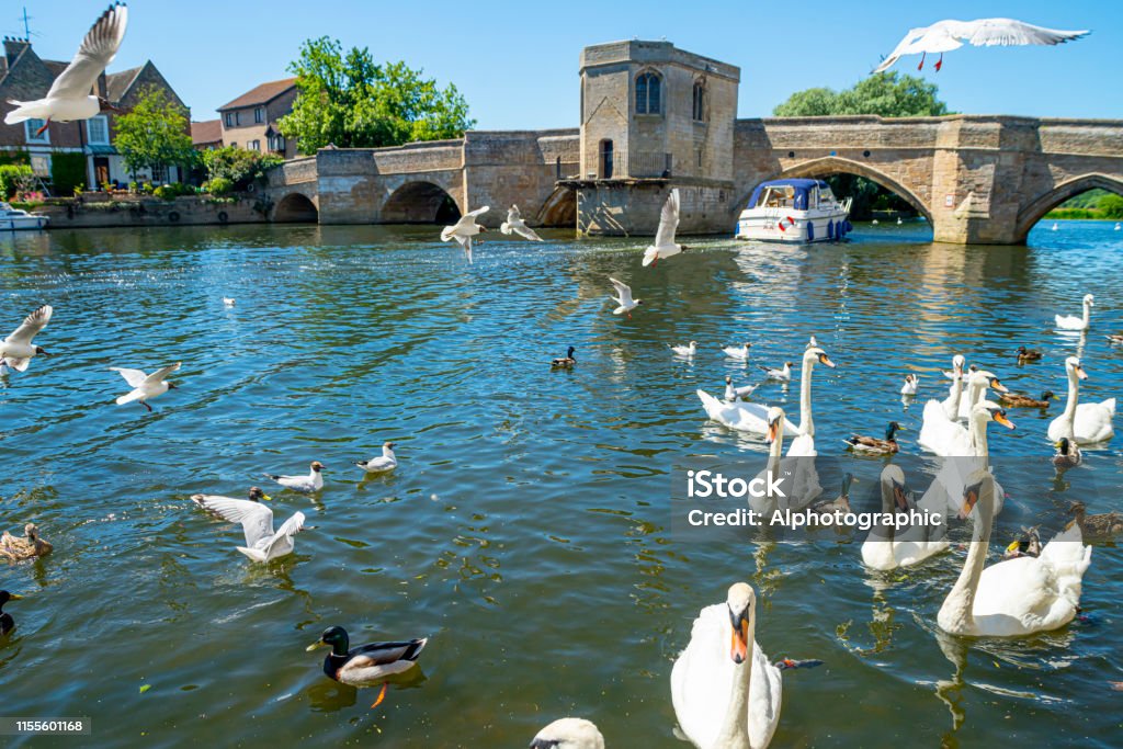 River Great Ouse at St Ives Cambridgeshire River Great Ouse at St Ives, Cambridgeshire, England, UK with swans and ducks gathered in the foreground and St Ives bridge in the background. St. Ives - Cambridgeshire Stock Photo
