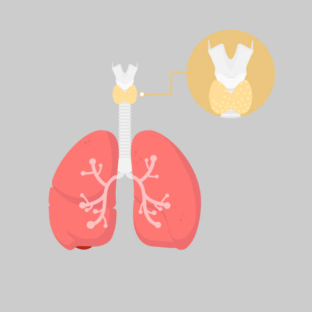 istock lungs and thyroid gland, internal organs anatomy body part nervous system 1155601364