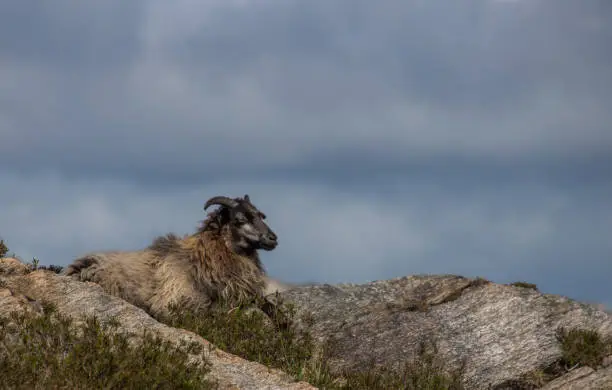 Sheep living at te coastline of Norway
