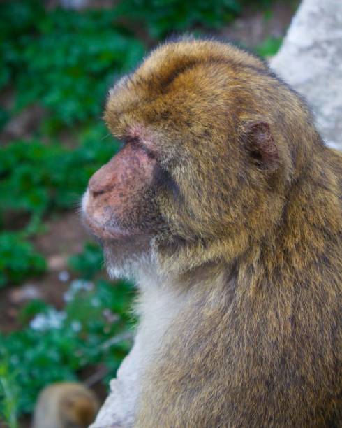 istock Ape on the Rock of Gibraltar 1155603294