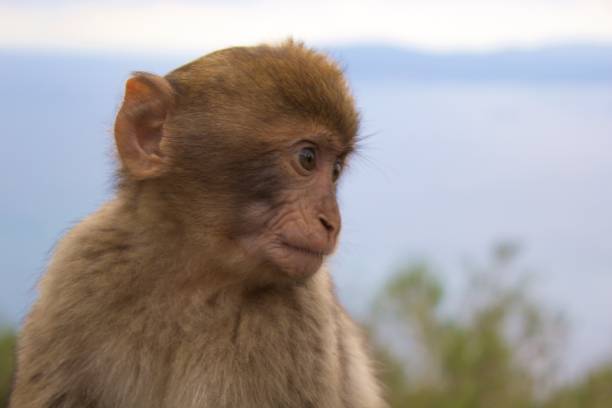 Ape on the Rock of Gibraltar
