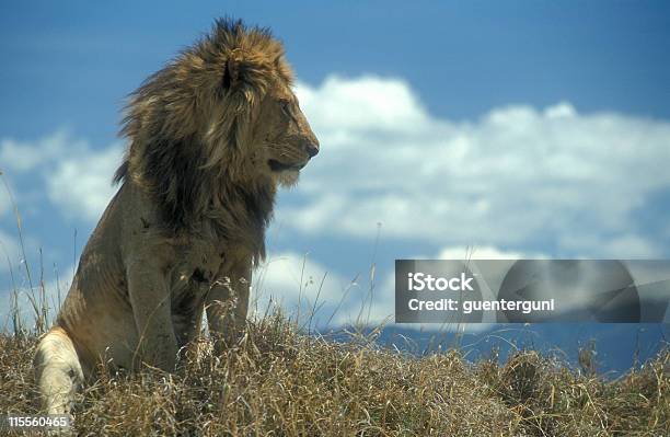 Mężczyzna Lew W Ngorongoro Krater Tanzania - zdjęcia stockowe i więcej obrazów Lew - Wielki kot - Lew - Wielki kot, Siedzieć, Afryka