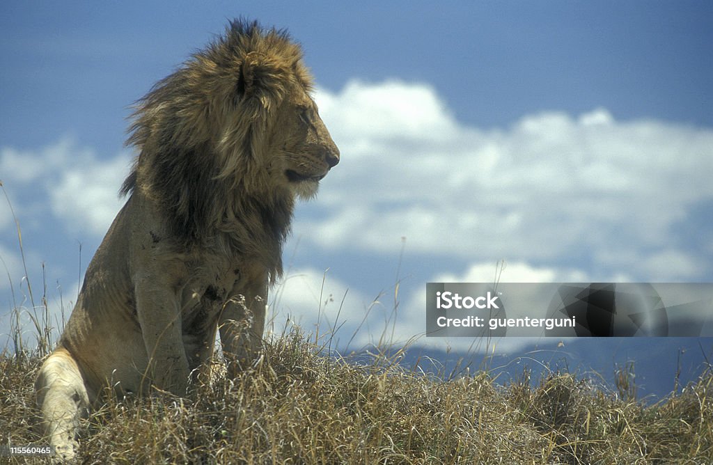 Macho leão em Cratera de Ngorongoro, Tanzânia - Royalty-free Leão Foto de stock