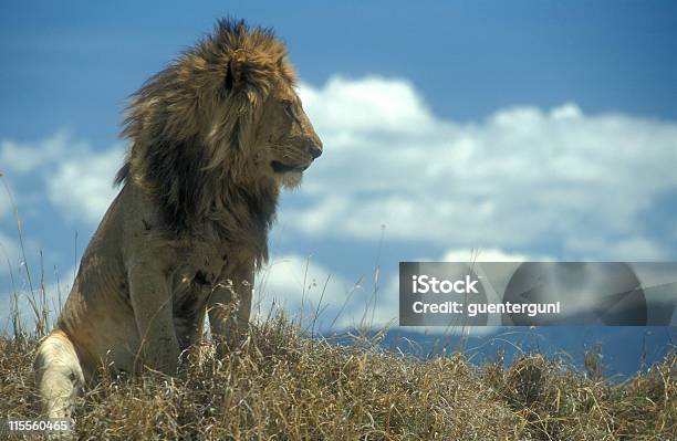 Macho Leão Em Cratera De Ngorongoro Tanzânia - Fotografias de stock e mais imagens de Leão - Leão, Sentar-se, África