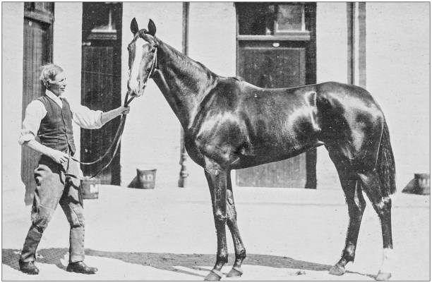istock Antique vintage black and white photo: Racing horse 1155606430