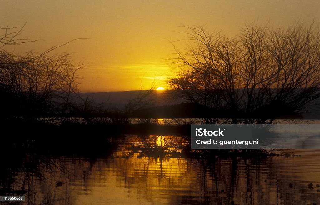 Fine di una giornata in Kenya Safari - Foto stock royalty-free di Acacia