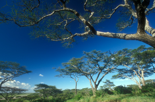 Acacia tree in the Masai-Steppe in Northern Tanzania, Africa. Location: Tarangire National Park. 