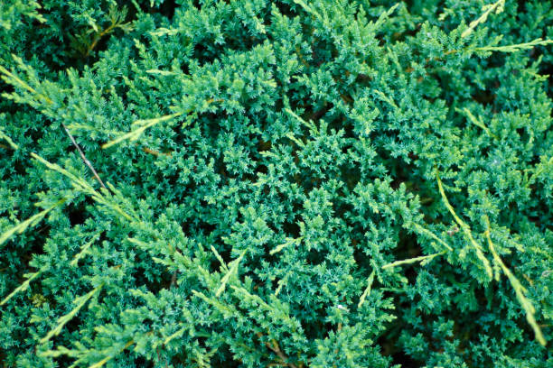 Closeup of a creeping green juniper shrub as background Juniperus procumbens Creeping ceder is a conifer of the cypress family. juniperus procumbens stock pictures, royalty-free photos & images