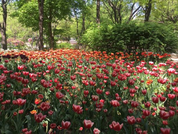 istock a place full of tulips 1155609724
