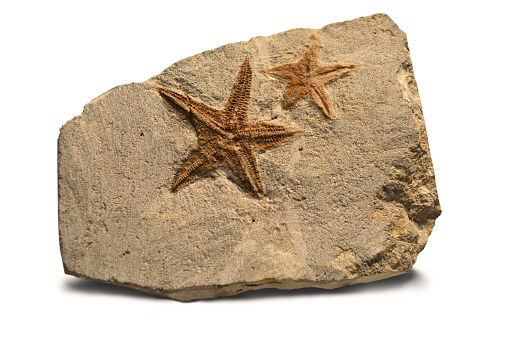 Close-up starfish against a stone background. Amazing white starfish.
