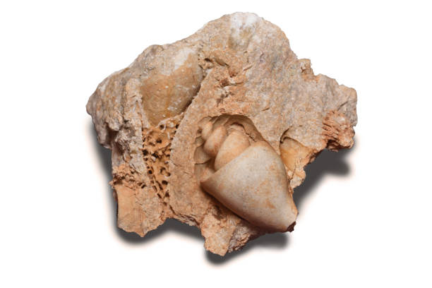 horn snail fossile stone with white background