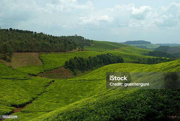 Rolling Hills Und Tee Felder In Das Herz Von Afrika Stockfoto und mehr Bilder von Ruanda
