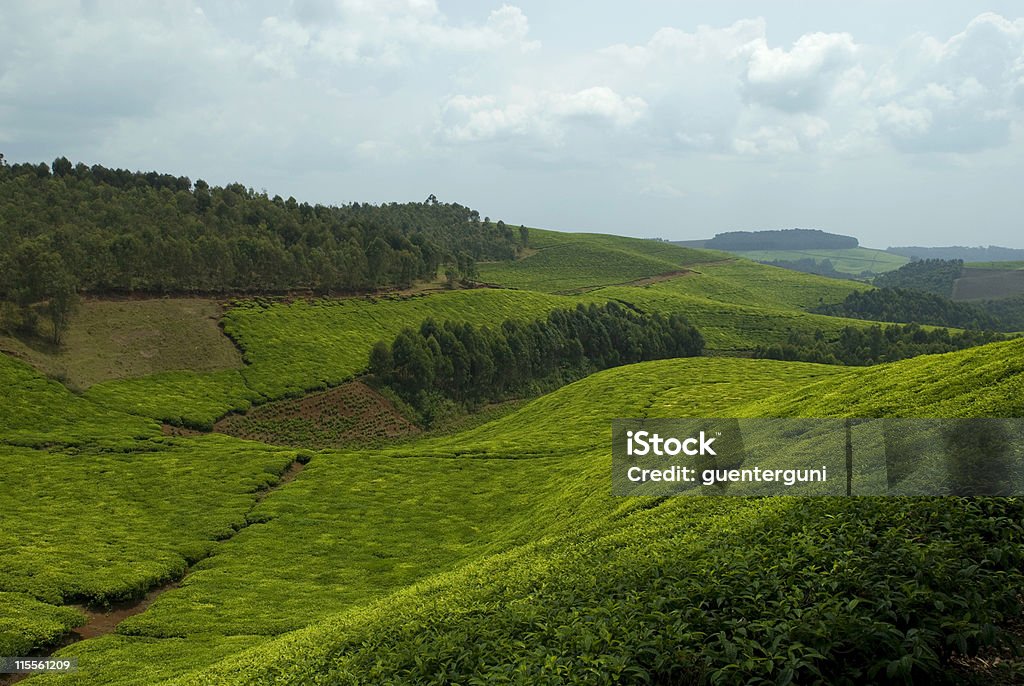 Colline con campi di tè nel cuore dell'Africa - Foto stock royalty-free di Ruanda