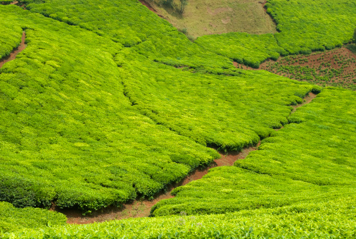 Green tea fields in the hills of Rwanda - tea is by far the number 1 export good of the country.
