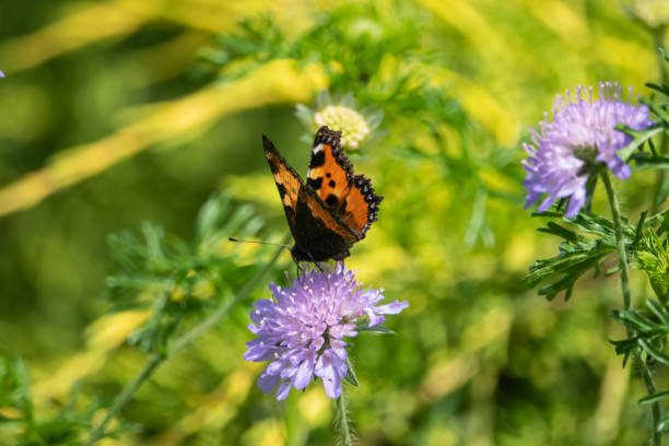 istock Small Tortoiseshell Butterfly on Field Scabious Flowers in Springtime 1155612352