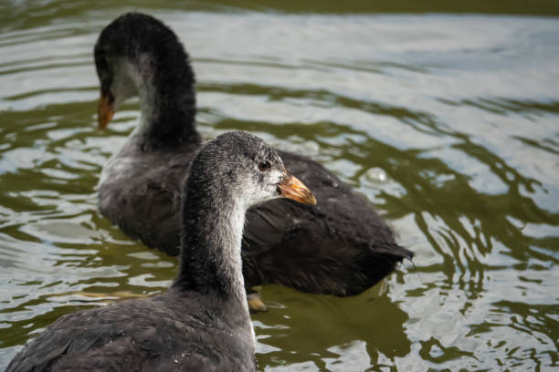 istock Young Eurasian Coot in Pond in Springtime 1155613451