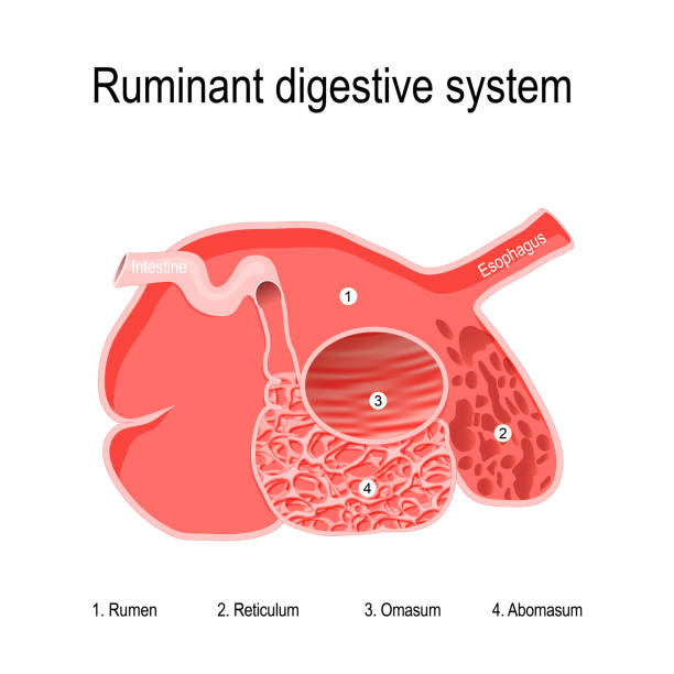 ilustrações, clipart, desenhos animados e ícones de sistema digestivo ruminante. quatro compartimentos do estômago dos ruminantes - hoofed mammal