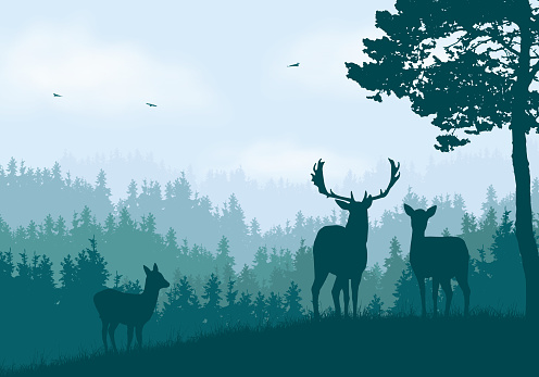 Realistic illustration of mountain landscape with coniferous forest under clear blue and green sky with white clouds. Deer, doe and little deer standing and looking into valley - vector