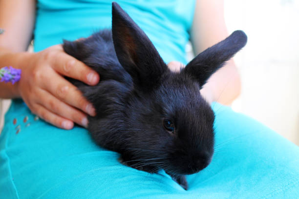 istock Girl hugs little rabbit pet in hands. 1155614356
