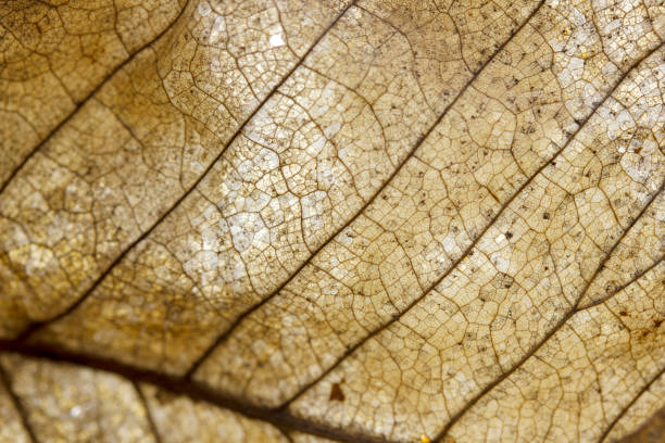 istock veins of dried leaf, autumn 1155614513
