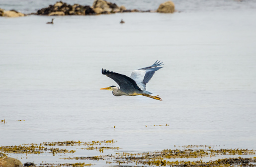 A Grey Heron (Ardea cinerea) gliding above a calm sea.