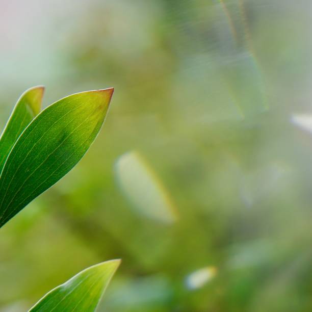 istock green tree leaves and branches in the nature in summer 1155616943