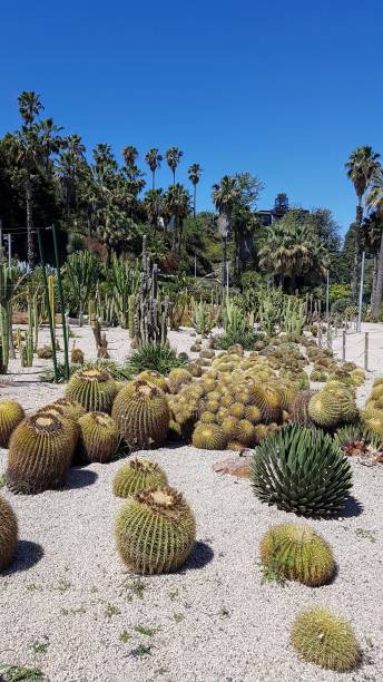 istock round shaped cactus in the desert 1155619945