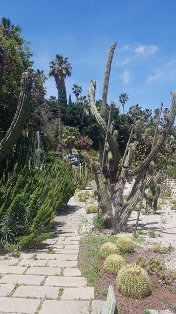 istock agave cactus in the desert 1155619973