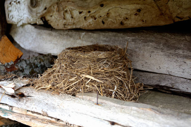 istock small bird's nest on a log in a barn 1155621283