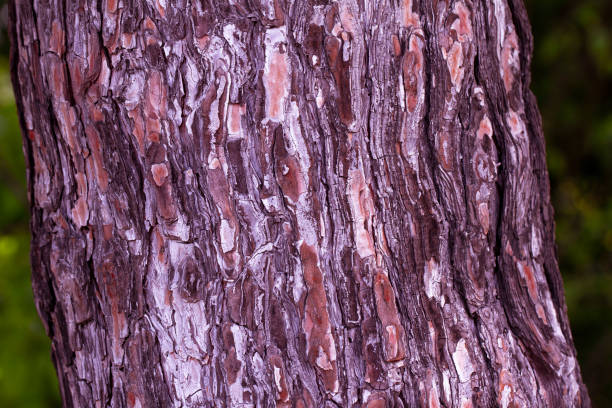 Tree trunk close up, bark texture. tree bark background. Embossed texture of the brown bark of a tree
