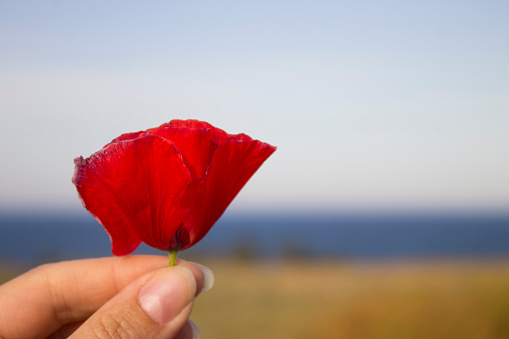 Beautiful summer flower poppy in the womans' fingers on the blurred sea landscape background. Calm scene.