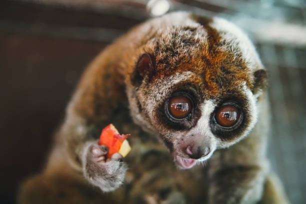 laurie, la monita, con los grandes ojos redondos con la emoción sorpresa en su cara. - lorif fotografías e imágenes de stock