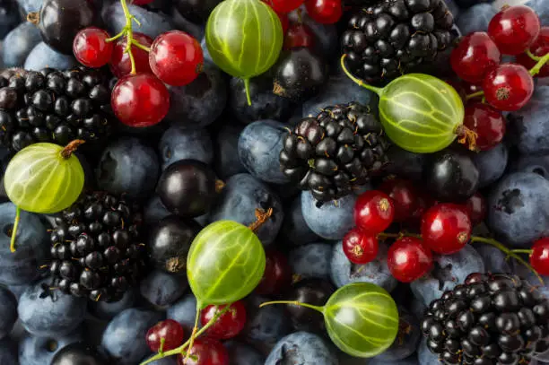 Ripe blackberries, blueberries, blackcurrants, red currants and gooseberries. Mix berries and fruits. Top view. Background berries and fruits. Various fresh summer fruits.