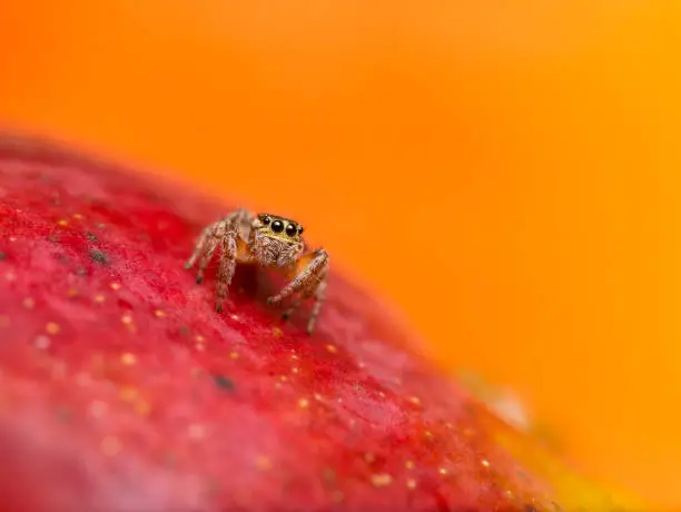 Spider watch out with him big eyes before jump awey from red mango fruit