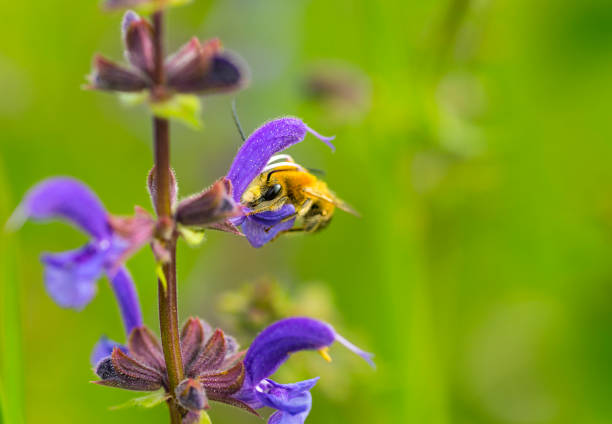 bee long antenna wild solitary, works inside violet flower collects pollen