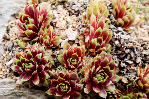 istock Macro of Succulents 1155623729