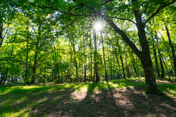 The sun shines down onto a forest in south west France.