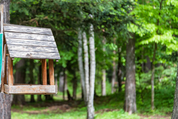Wooden feeder for small birds attached to a tree in a pine forest in the nature reserve