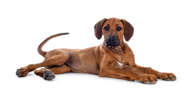 istock Sweet Rhodesian Ridgeback puppy on white 1155626107
