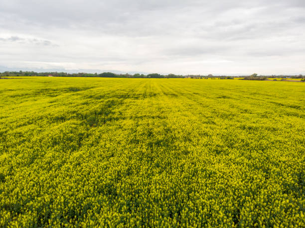 istock Signs on rapeseed field. Aliens concept. 1155628609