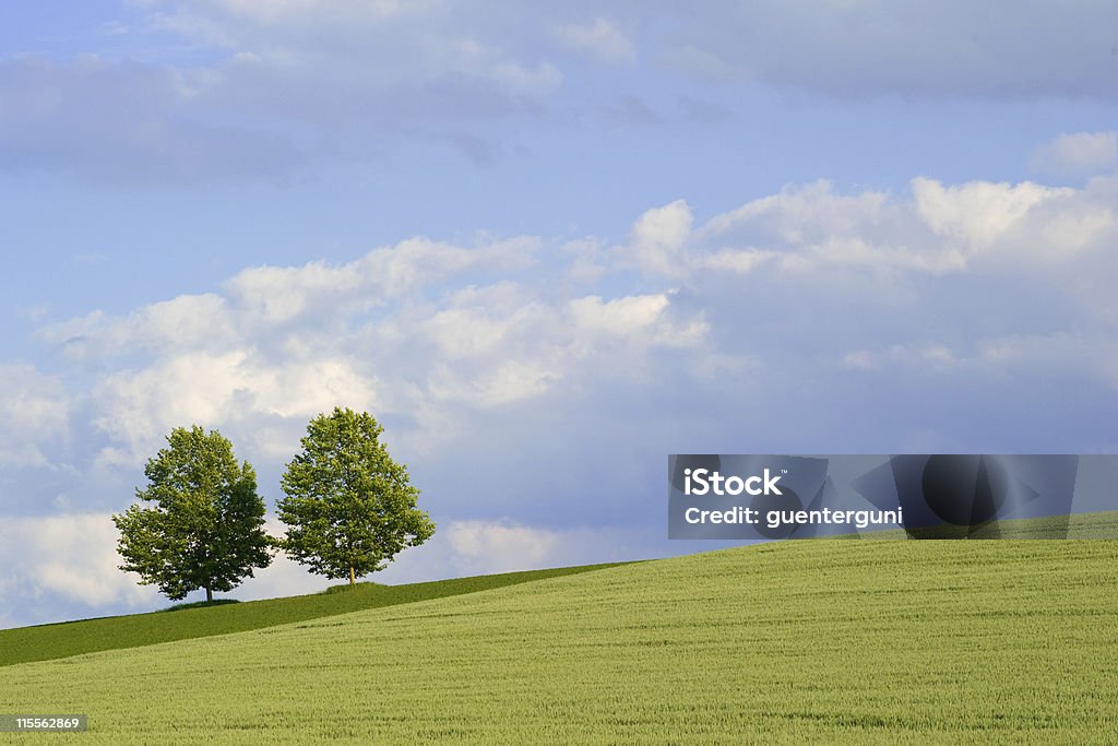 Deux arbres sur un terrain vallonné, dans un champ de blé avec espace de copie - Photo de Agriculture libre de droits
