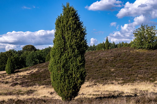 juniper plant at wilseder Berg - typical german heath landscape in nature reserve Lüneburger Heide