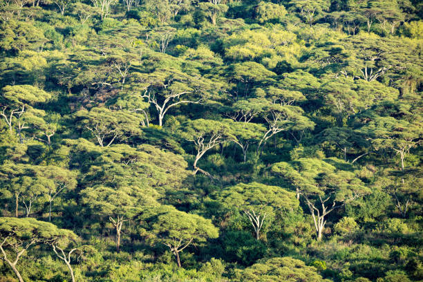 Forest in lake Chamo, Arba Minch, Ethiopia
