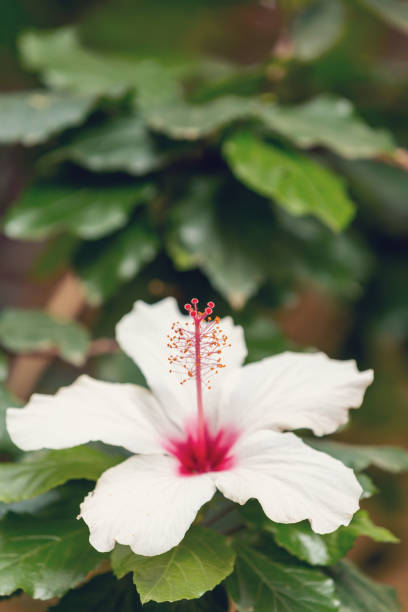 istock Pink Hibiscus flower, Ethiopia 1155629298